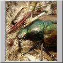 Anomala dubia - Julikaefer 03.jpg